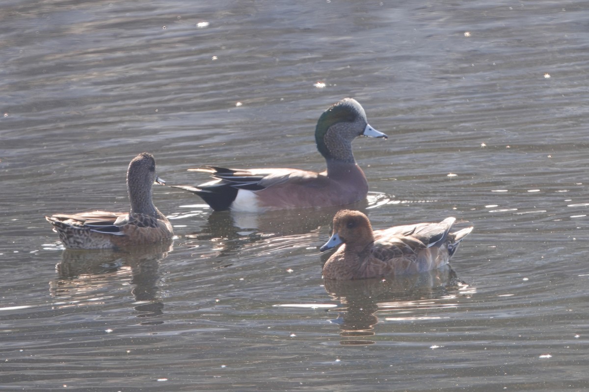 Canard siffleur - ML645584012