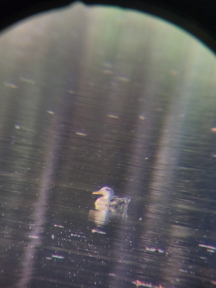 Canard chipeau - ML645584013