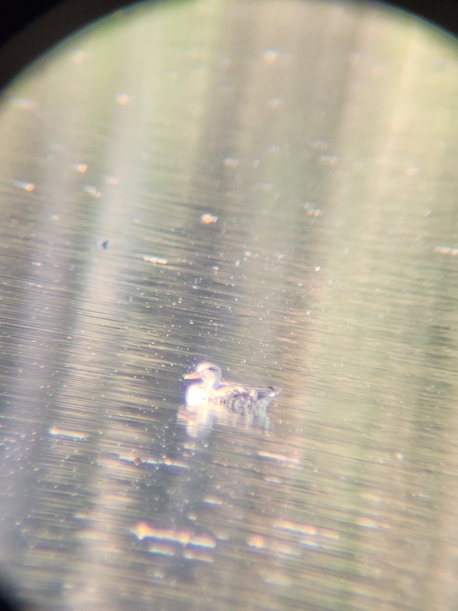 Canard chipeau - ML645584014