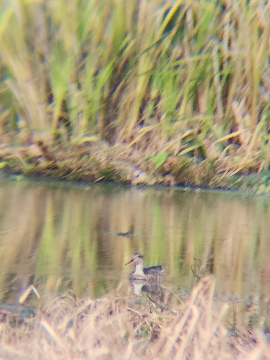 Canard chipeau - ML645584015