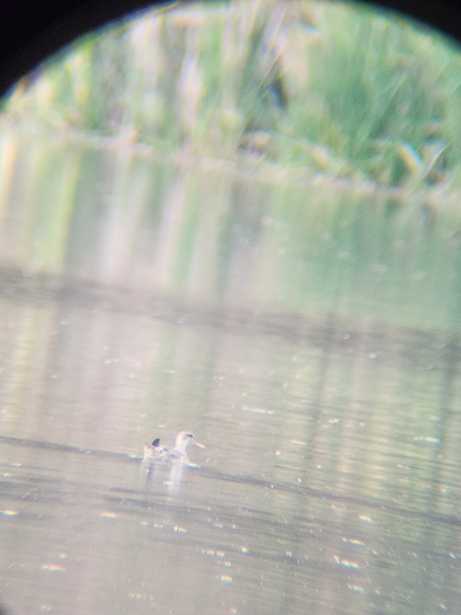 Canard chipeau - ML645584016