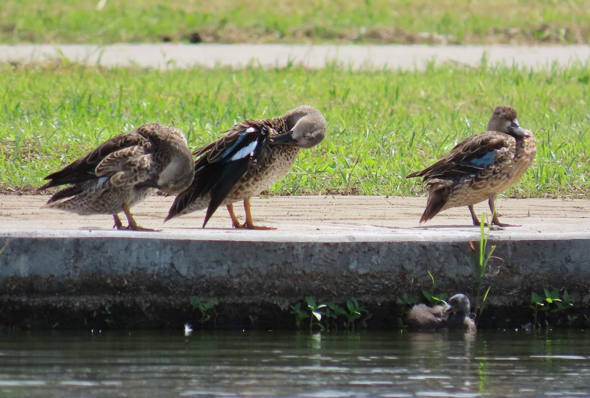 Sarcelle à ailes bleues - ML645584017