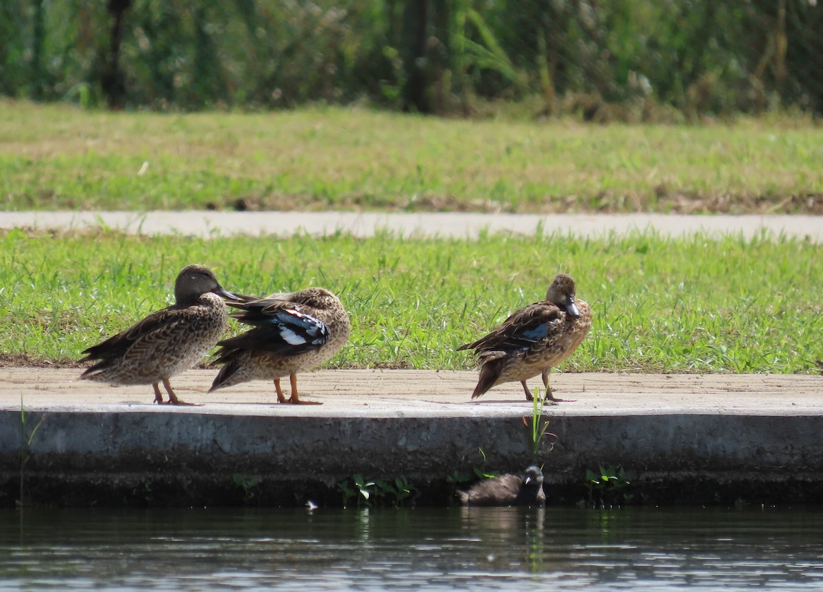 Sarcelle à ailes bleues - ML645584018
