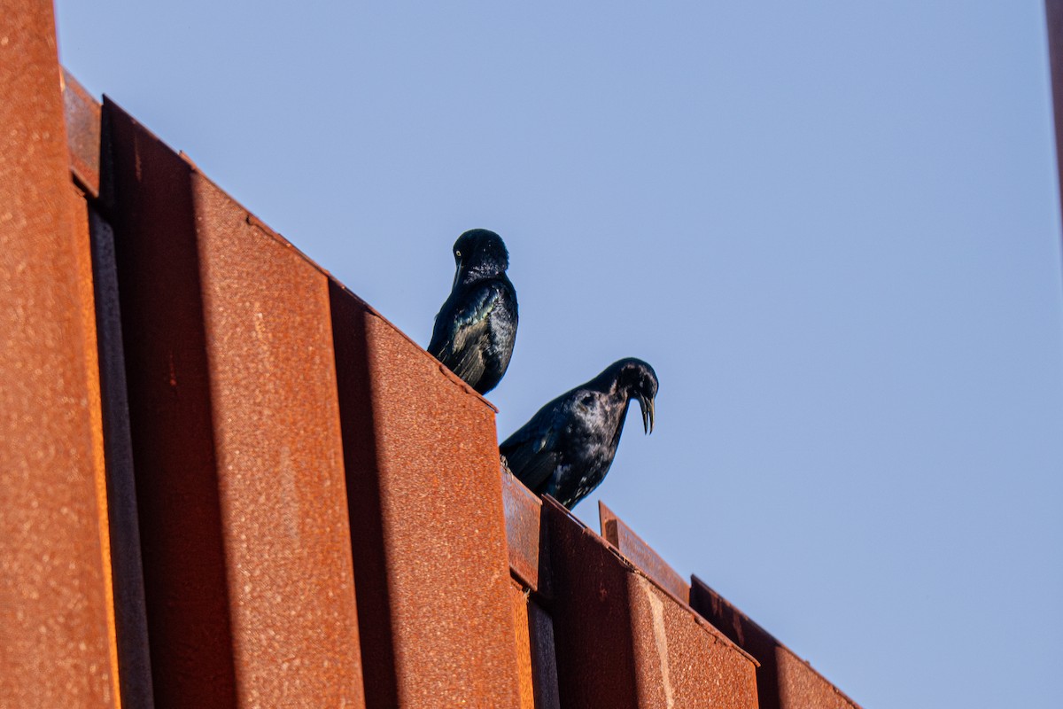 Quiscale à longue queue - ML645584019