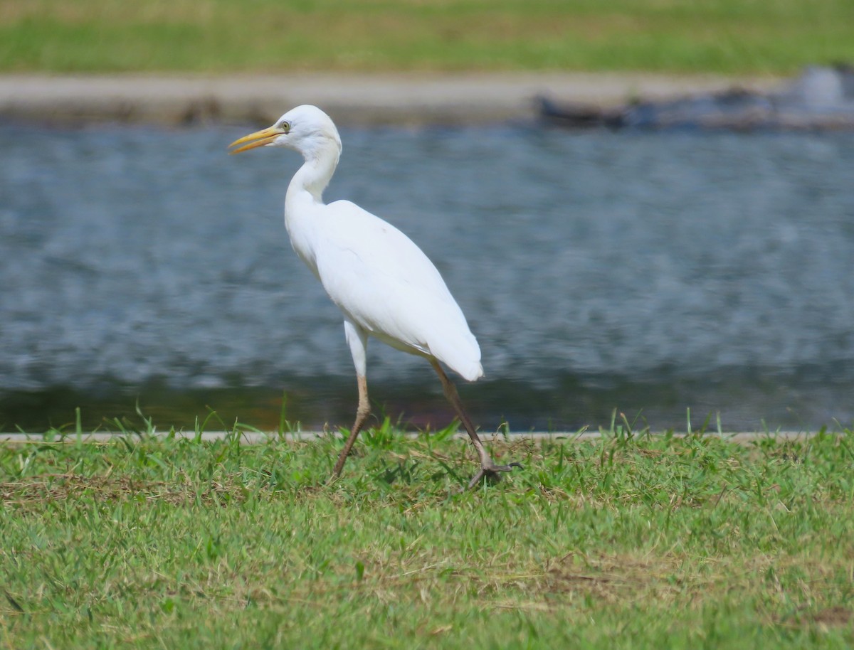 Héron garde-boeufs - ML645584020