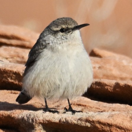 Troglodyte des rochers - ML645584021