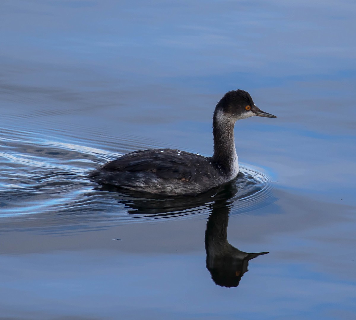 Grèbe à cou noir - ML645584022