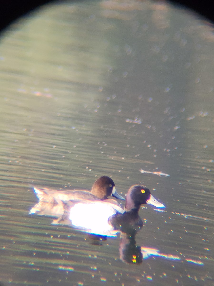 Petit Fuligule - ML645584025