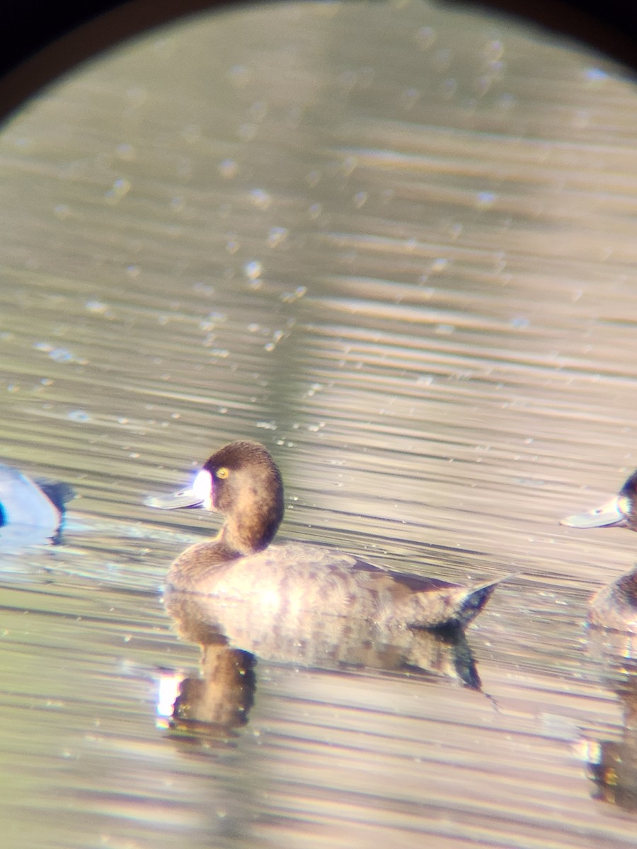 Petit Fuligule - ML645584026