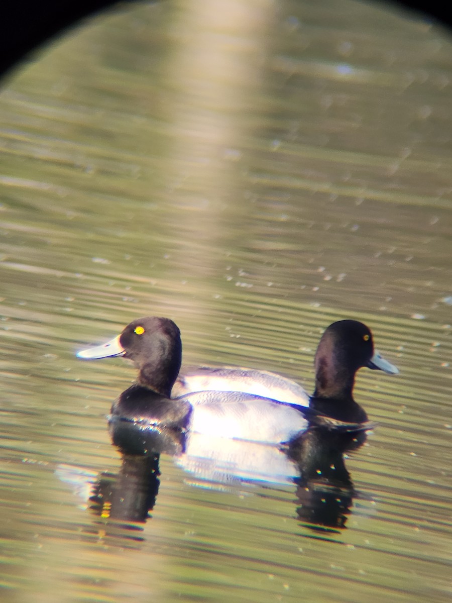 Petit Fuligule - ML645584027