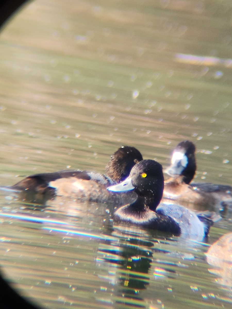 Petit Fuligule - ML645584028