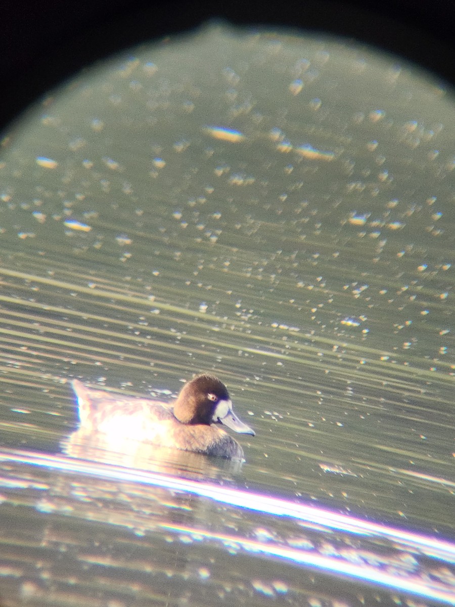 Petit Fuligule - ML645584029