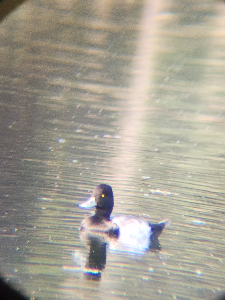 Petit Fuligule - ML645584030