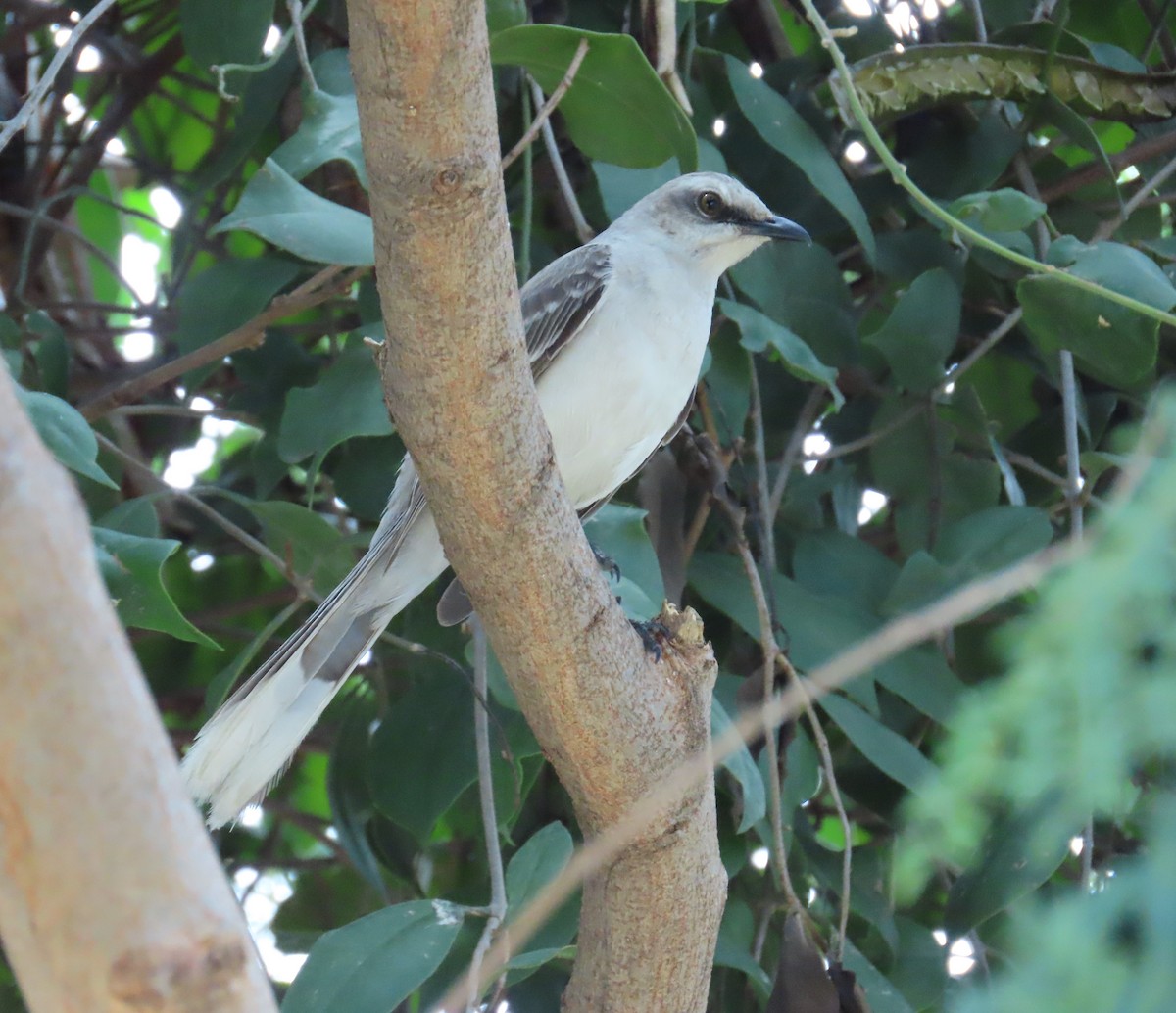 Moqueur des savanes - ML645584032