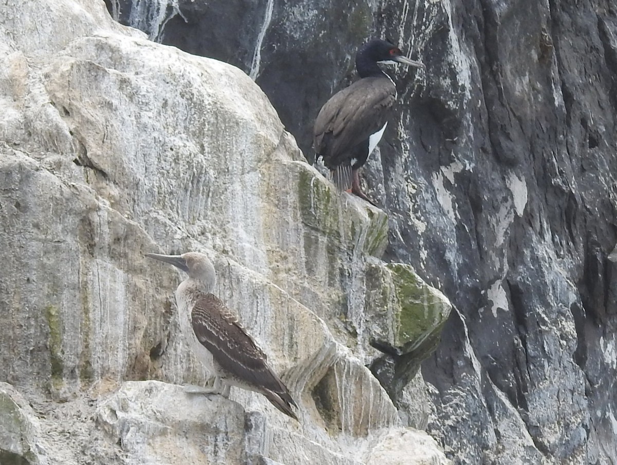 Fou varié - ML645584033