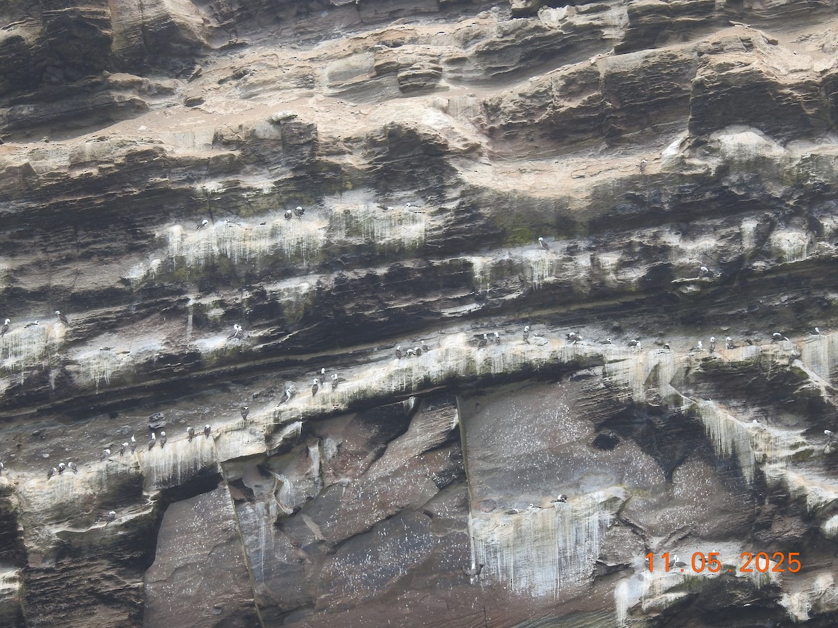 Fou varié - ML645584034