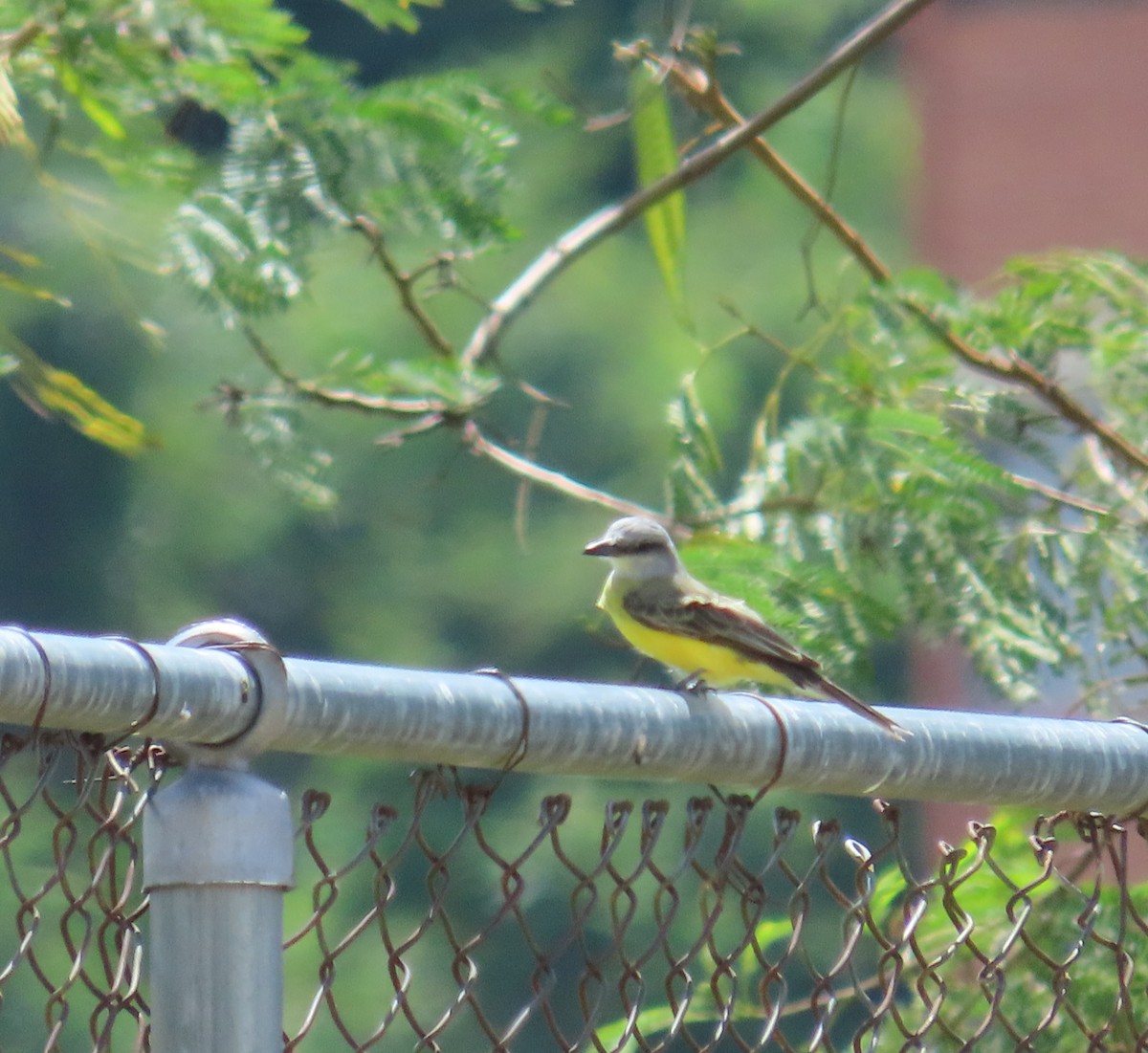 Tyran mélancolique - ML645584037