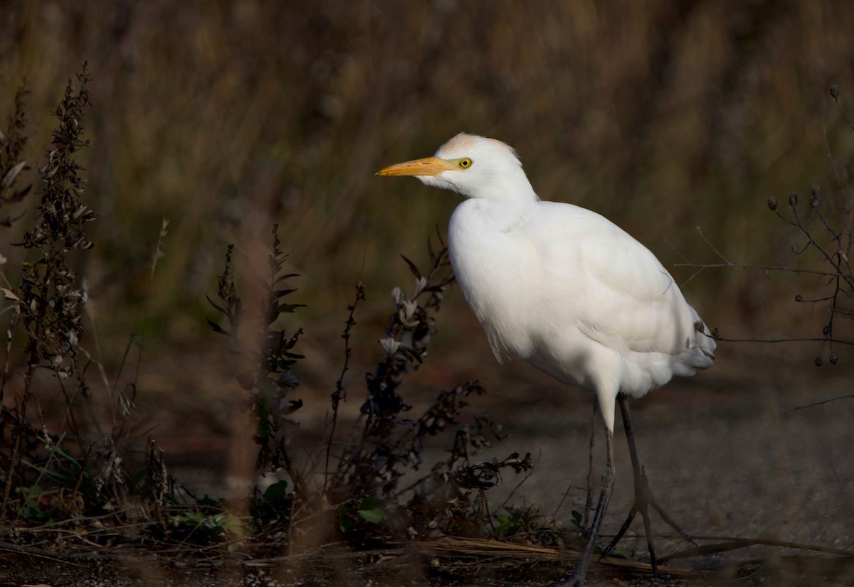 ニシアマサギ - ML645584038