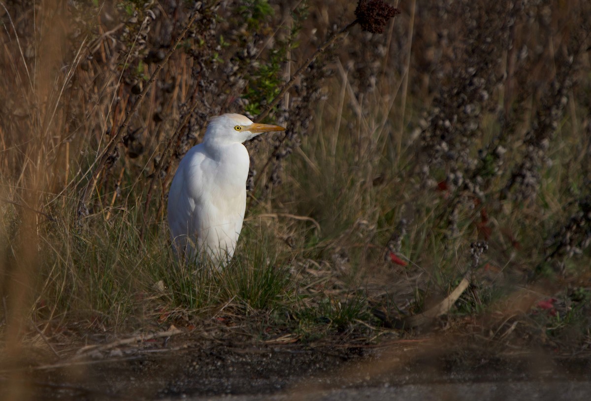 Western Cattle-Egret - ML645584039