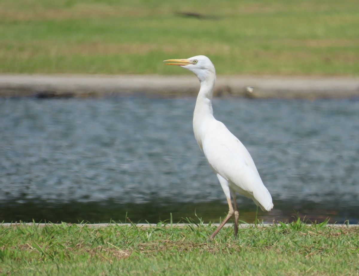 Héron garde-boeufs - ML645584040