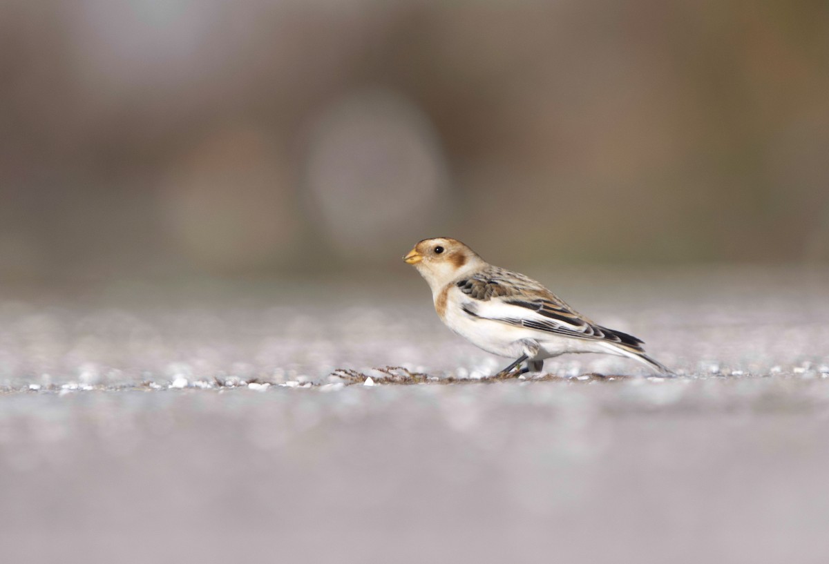 ユキホオジロ - ML645584042