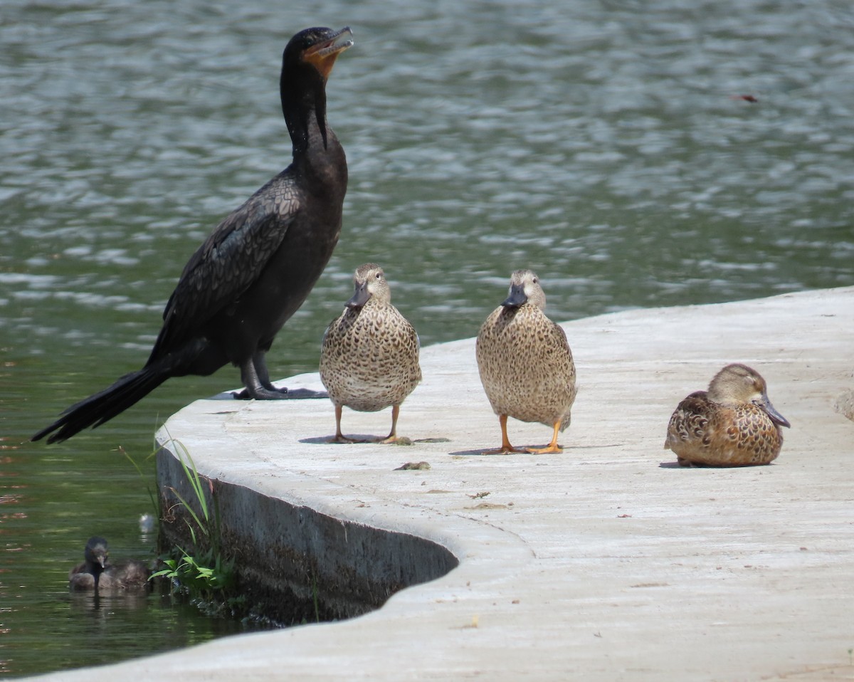 Blue-winged Teal - ML645584046