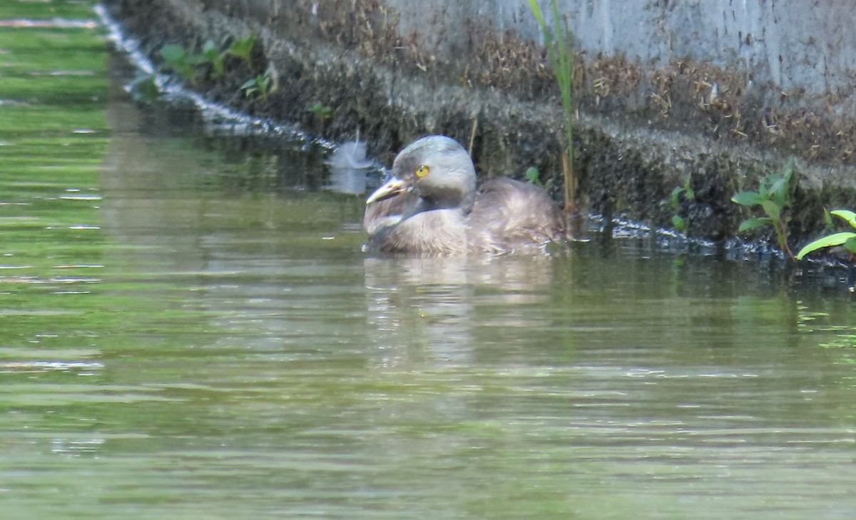 Least Grebe - ML645584048