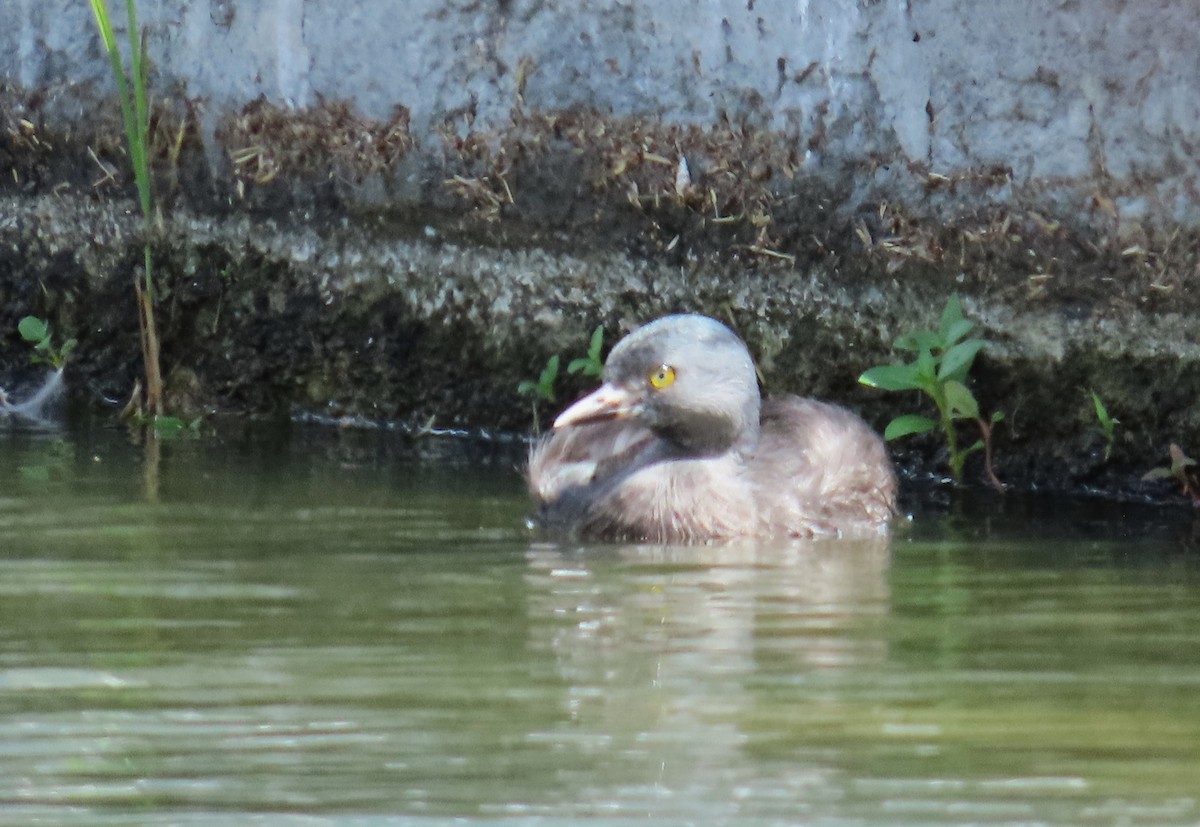 Least Grebe - ML645584057