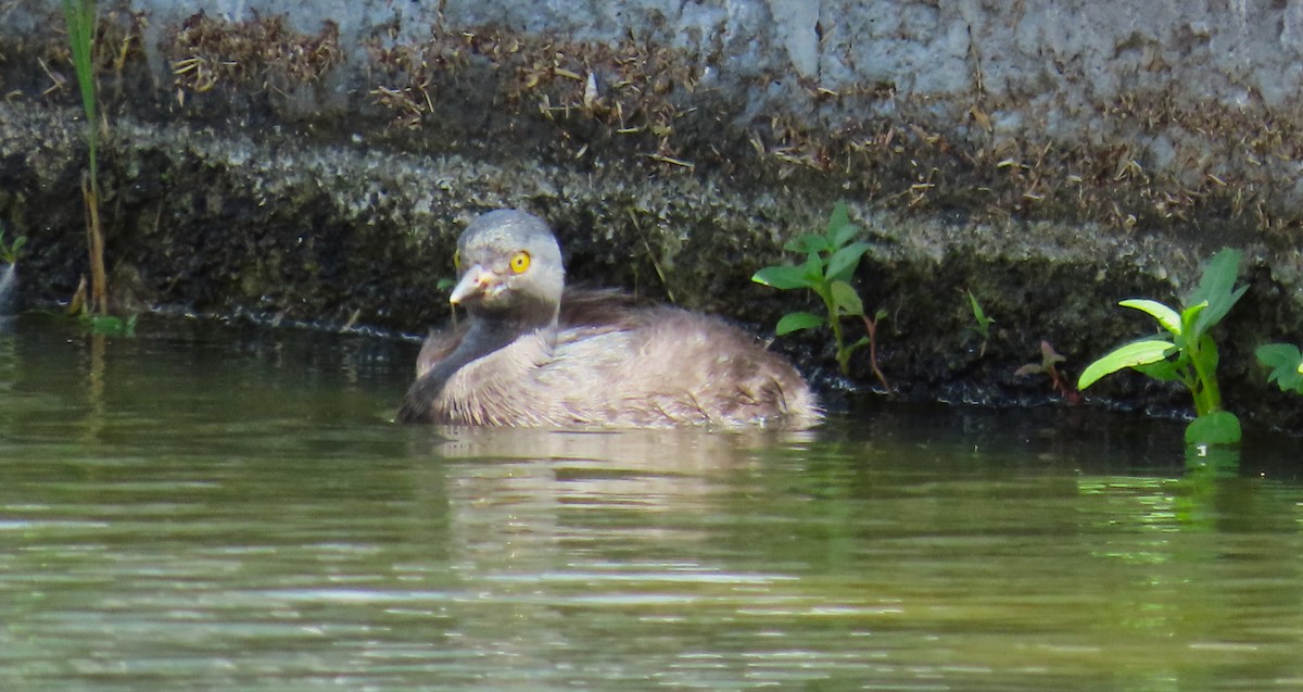 Least Grebe - ML645584058