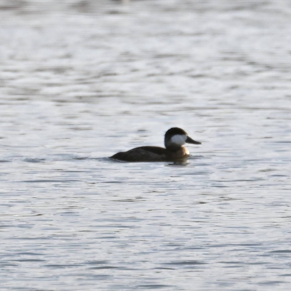 Ruddy Duck - ML645584070