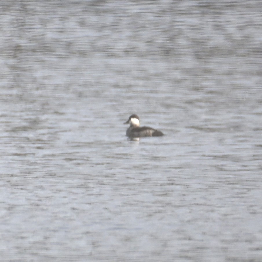 Ruddy Duck - ML645584071