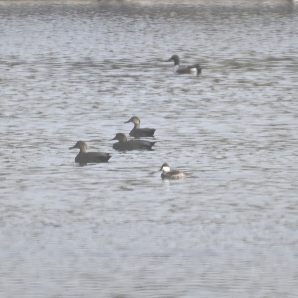 Ruddy Duck - ML645584072