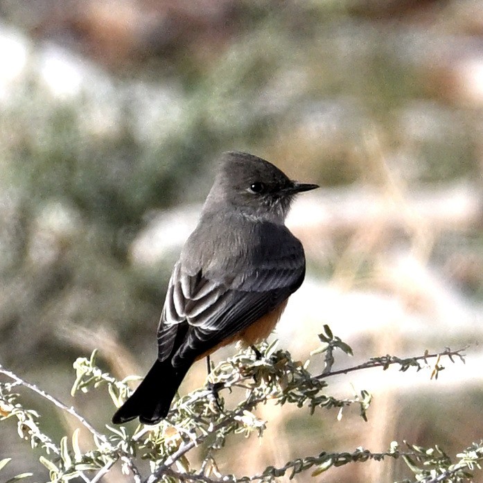 Say's Phoebe - ML645584075