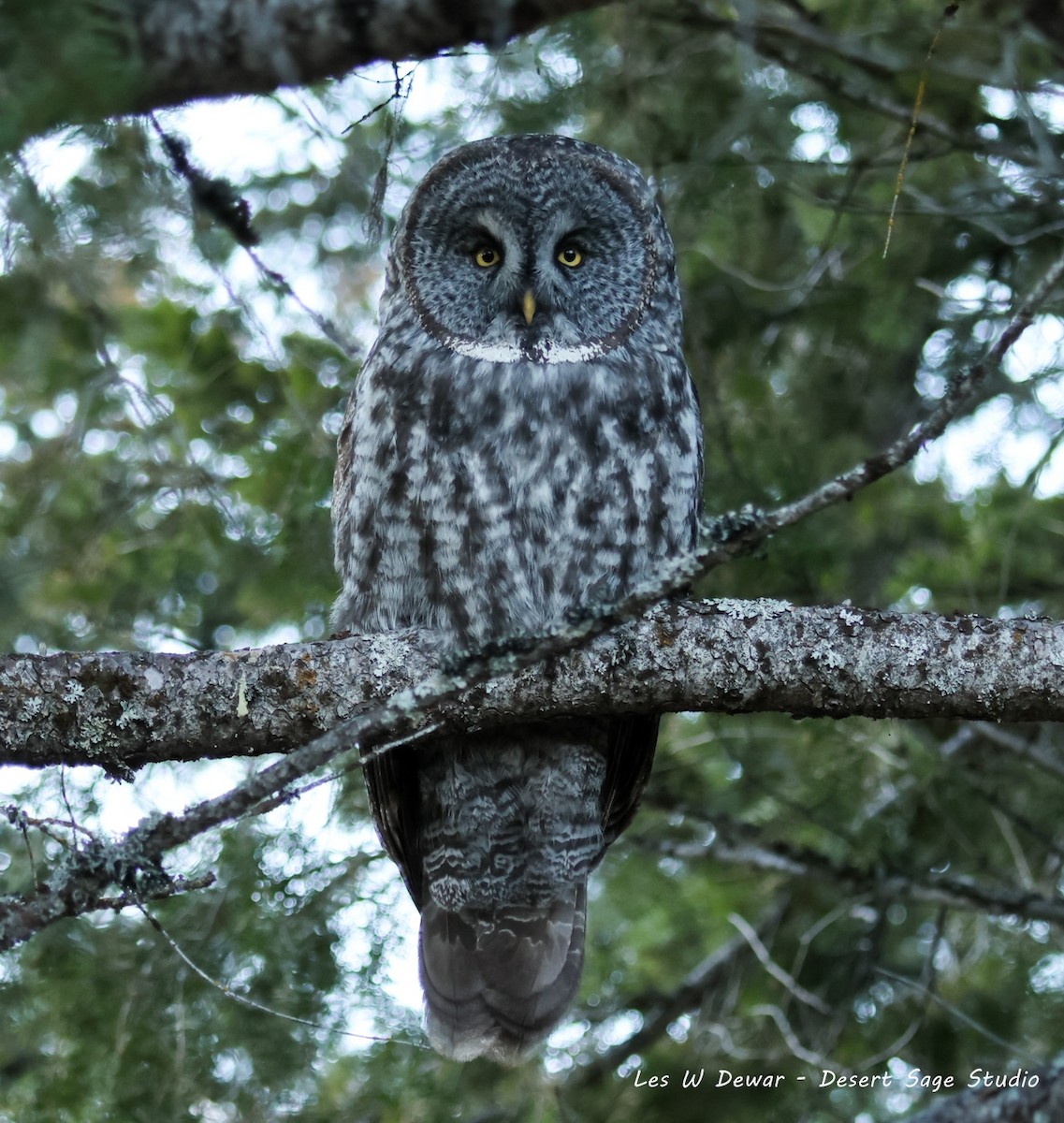 Great Gray Owl - ML645584079