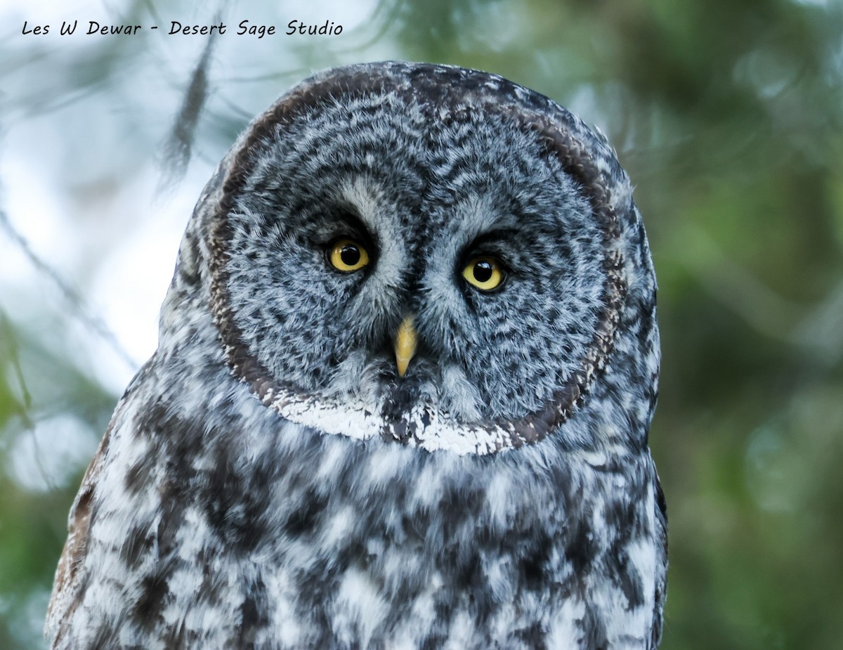Great Gray Owl - ML645584080