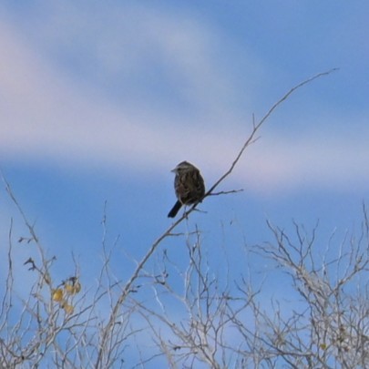 Song Sparrow - ML645584081
