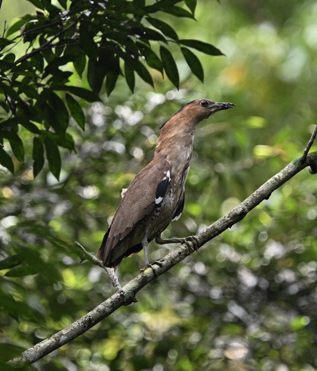 duskdverghegre - ML645584085