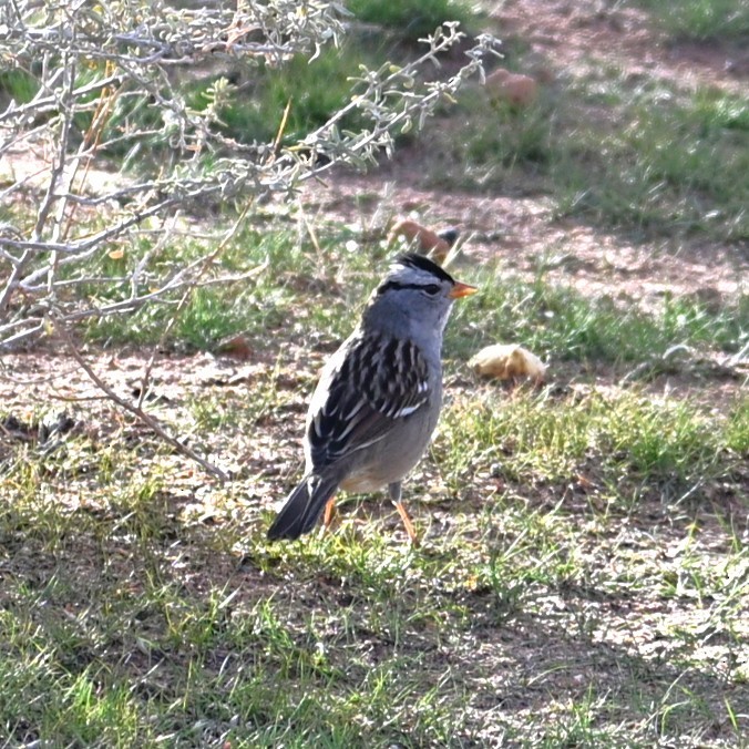 White-crowned Sparrow - ML645584087