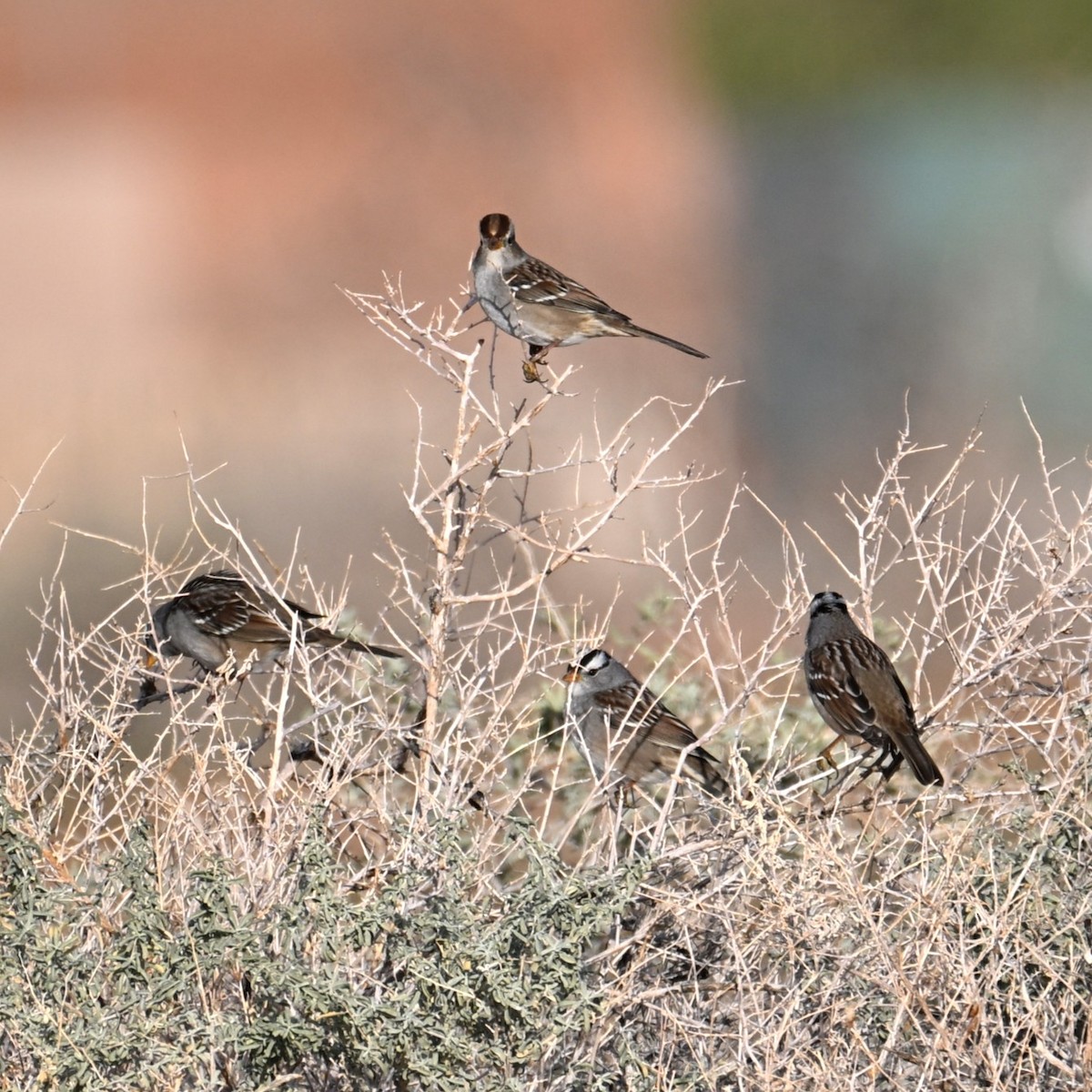 White-crowned Sparrow - ML645584091