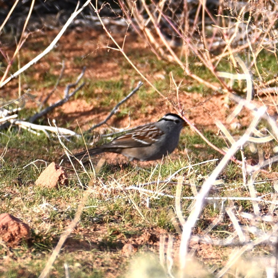 White-crowned Sparrow - ML645584093