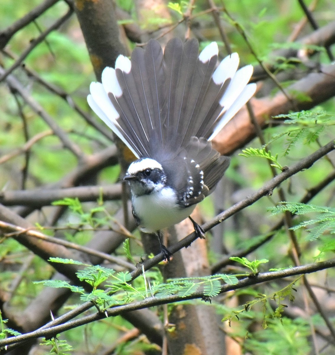 White-browed Fantail - ML645584100