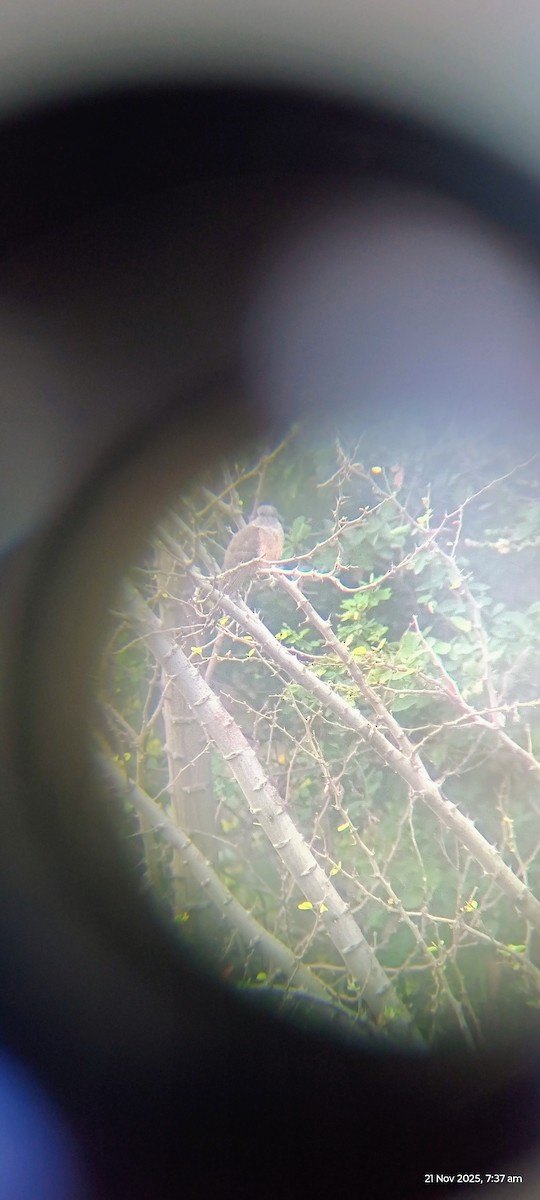 Plaintive Cuckoo - ML645584102