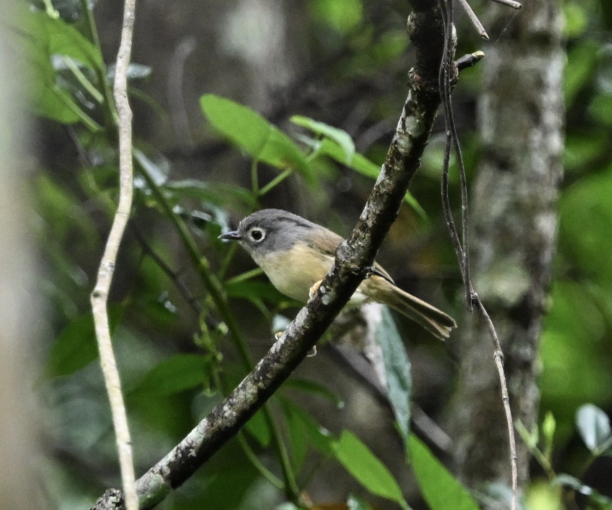 メジロチメドリ - ML645584114