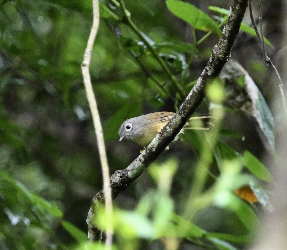 メジロチメドリ - ML645584117