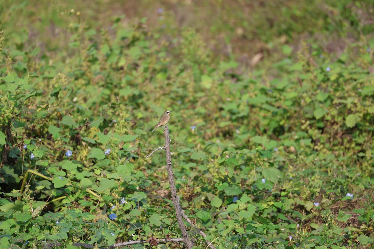 ノゴマ - ML645584126