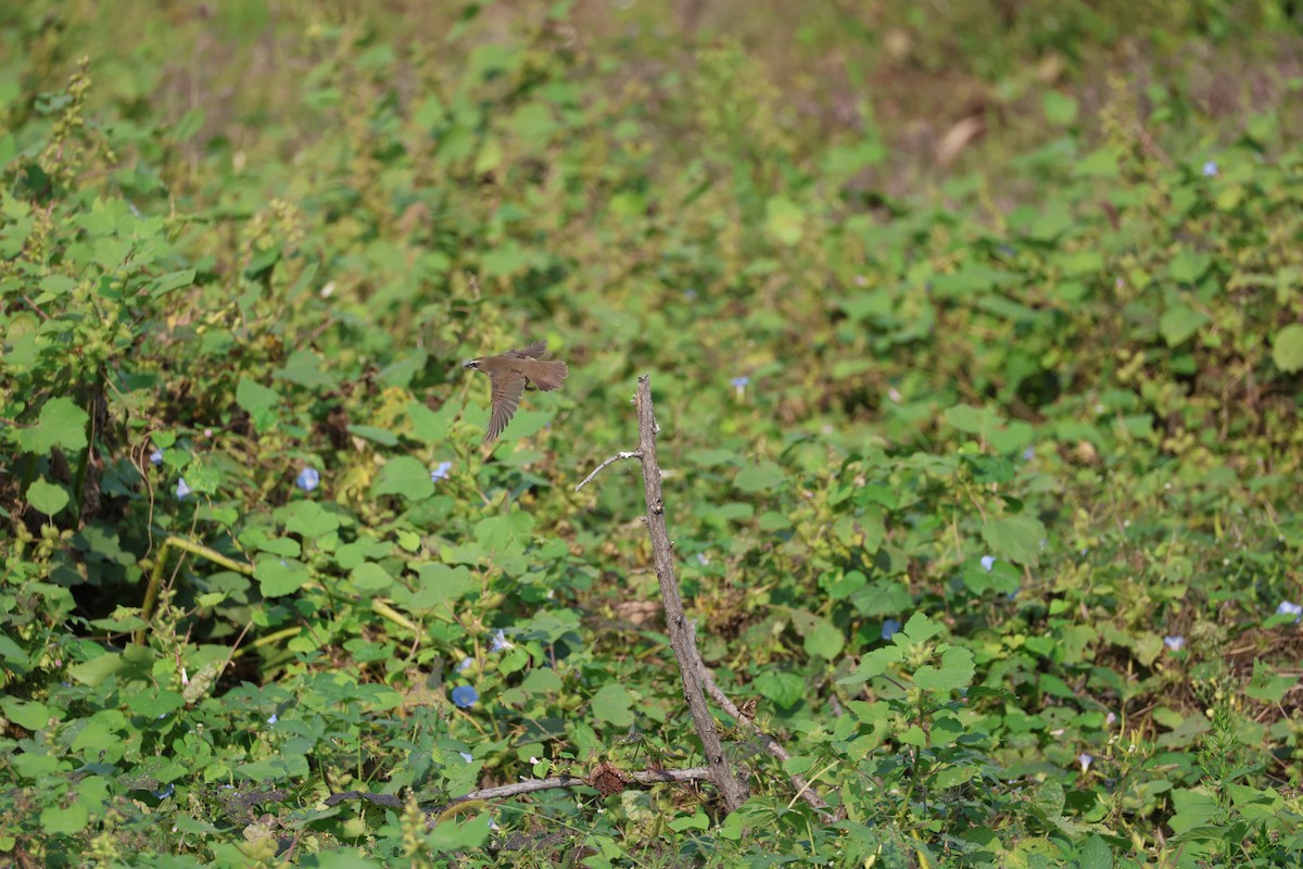 ノゴマ - ML645584127