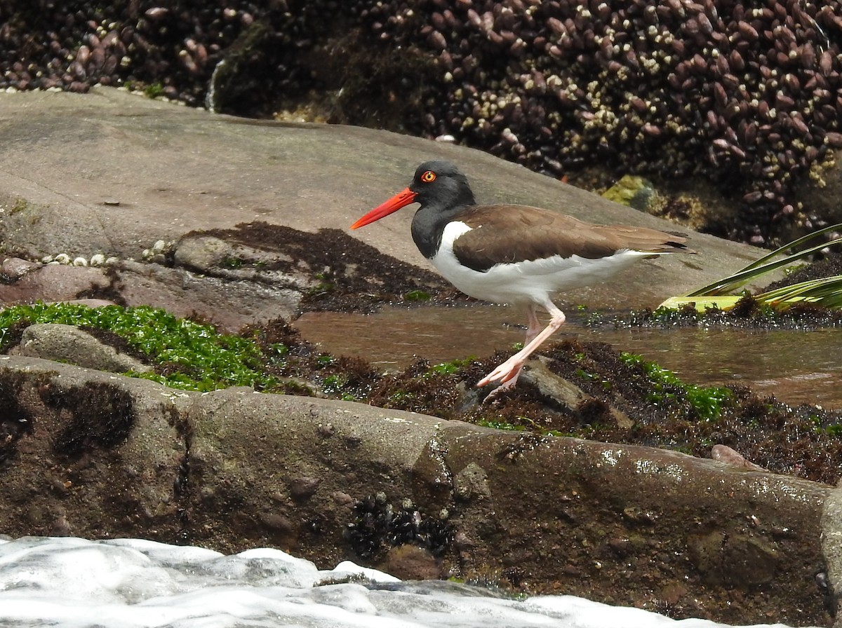 アメリカミヤコドリ - ML645584128
