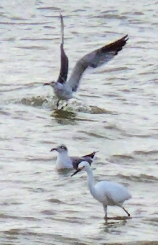 ユキコサギ - ML645584129