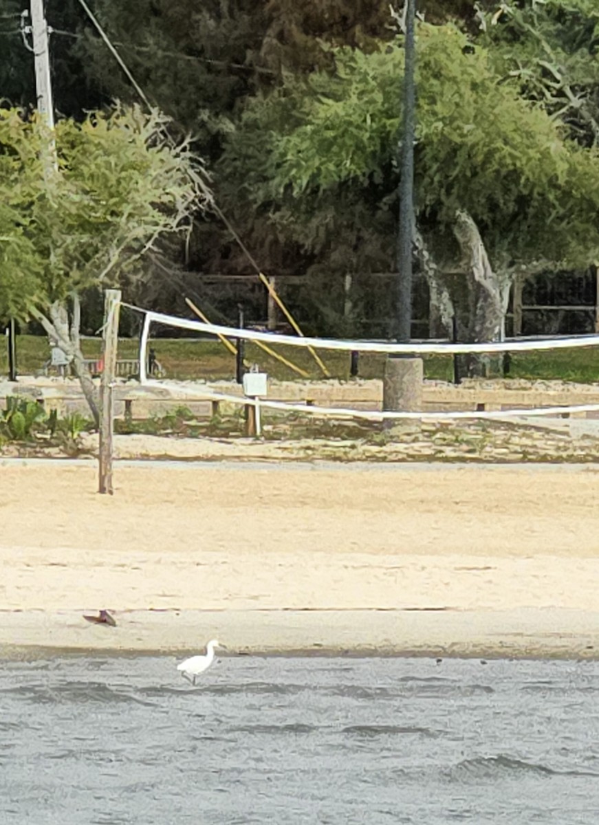 ユキコサギ - ML645584130