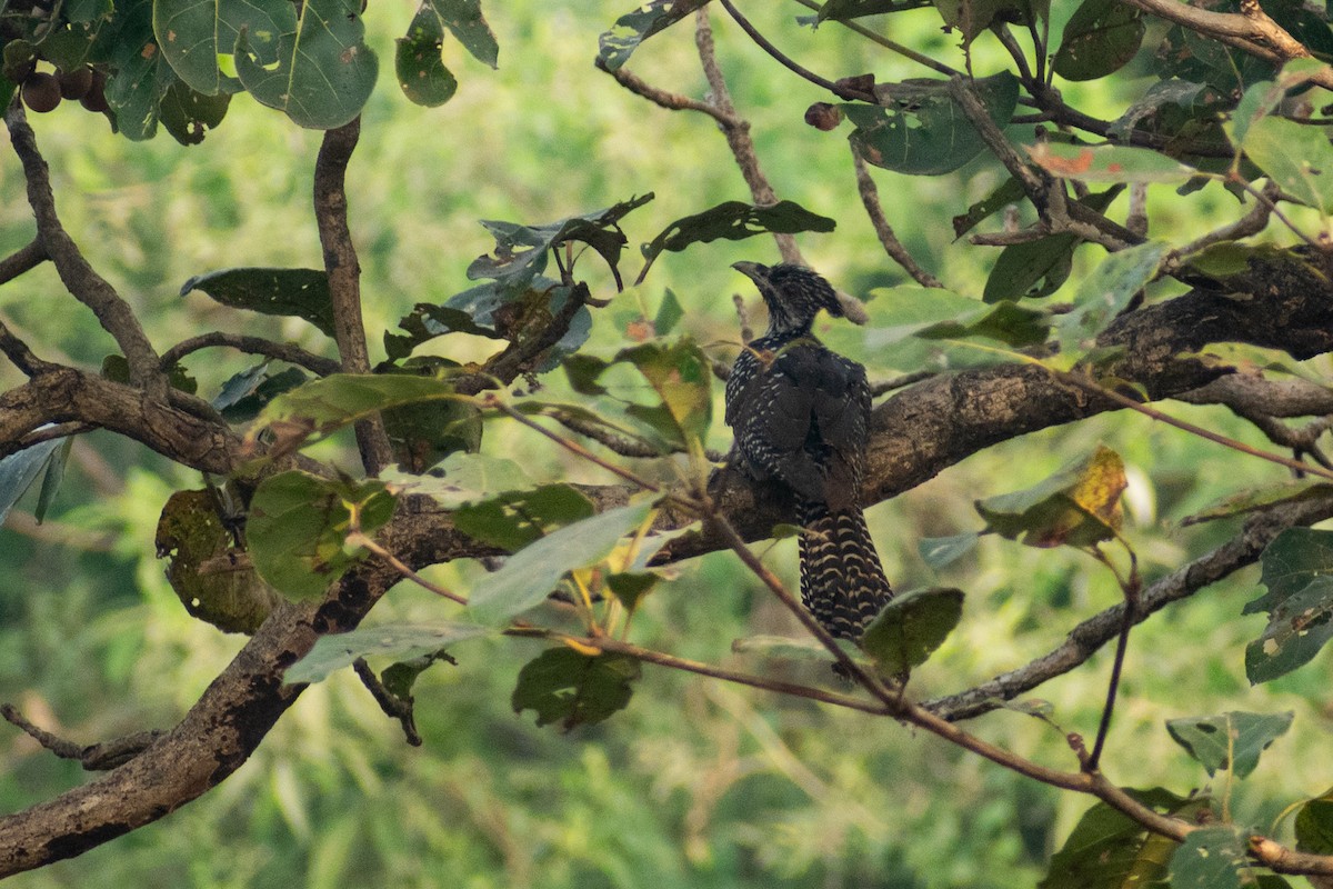 オニカッコウ - ML645584131